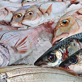 Le choix de poissons de votre poissonnier de Guer